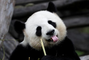 У Китаї відкрився ще один заповідник з гігантськими пандами (відео)