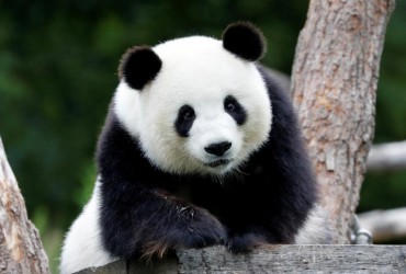 Археологи знайшли скелет гігантської панди в 2000-річній гробниці китайського імператора