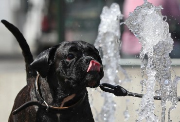 Поб'є всі рекорди: 2024 рік буде найспекотнішим за всю історію спостережень, - Politico