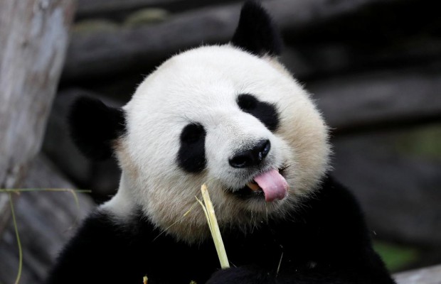 У Китаї відкрився ще один заповідник з гігантськими пандами (відео)