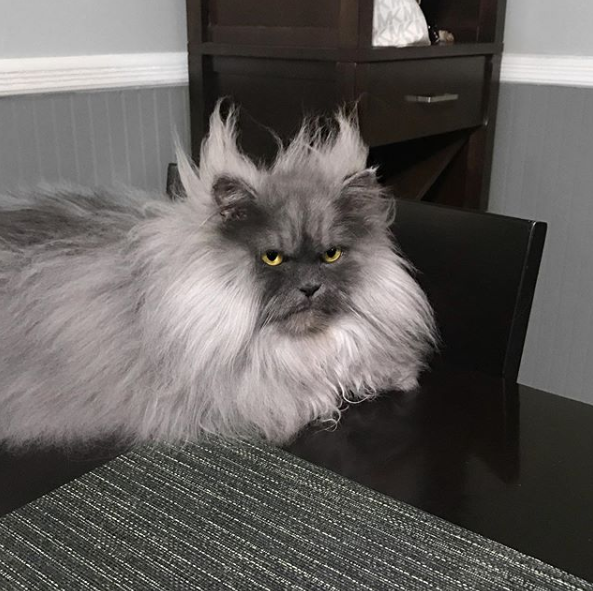 instagram/junotheangrycat instagram/junotheangrycat