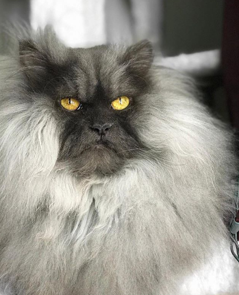 instagram/junotheangrycat instagram/junotheangrycat