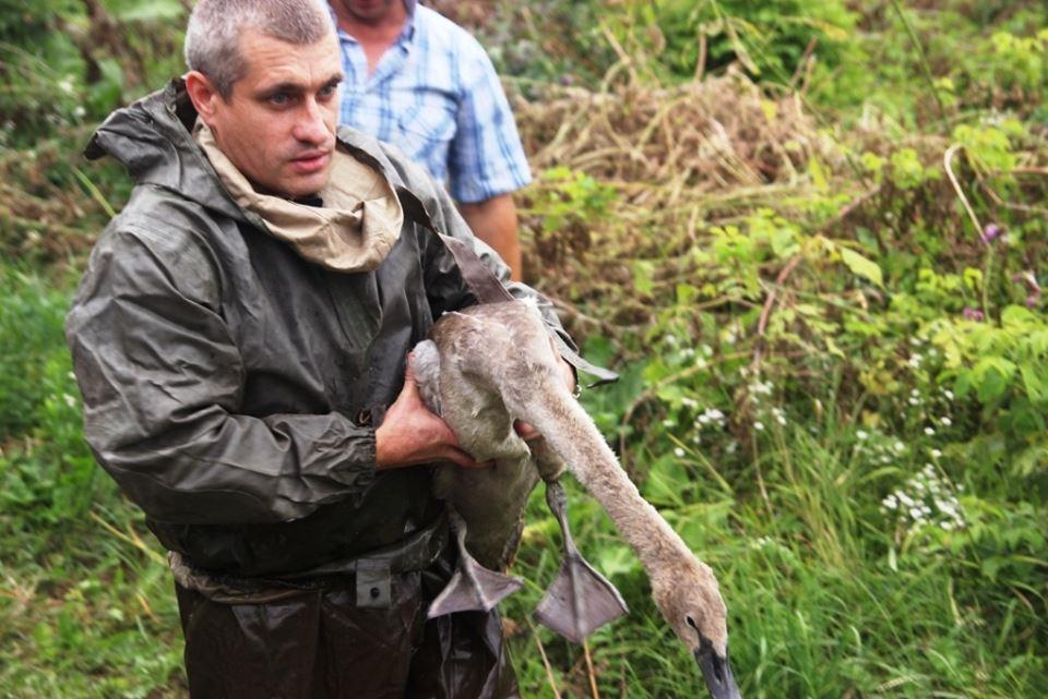 Батькі лебедят плавали поруч у ставку / фото: Управління ДСНС Чернігівщини Батькі лебедят плавали поруч у ставку / фото: Управління ДСНС Чернігівщини
