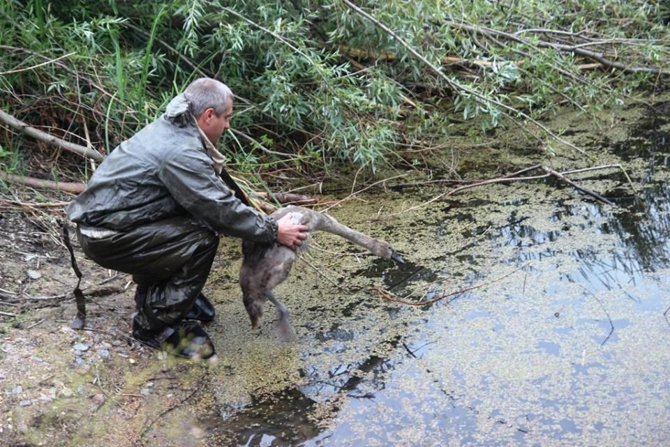 Рятувальники доправили пташенят до ставку / фото: Управління ДСНС Чернігівщини Рятувальники доправили пташенят до ставку / фото: Управління ДСНС Чернігівщини
