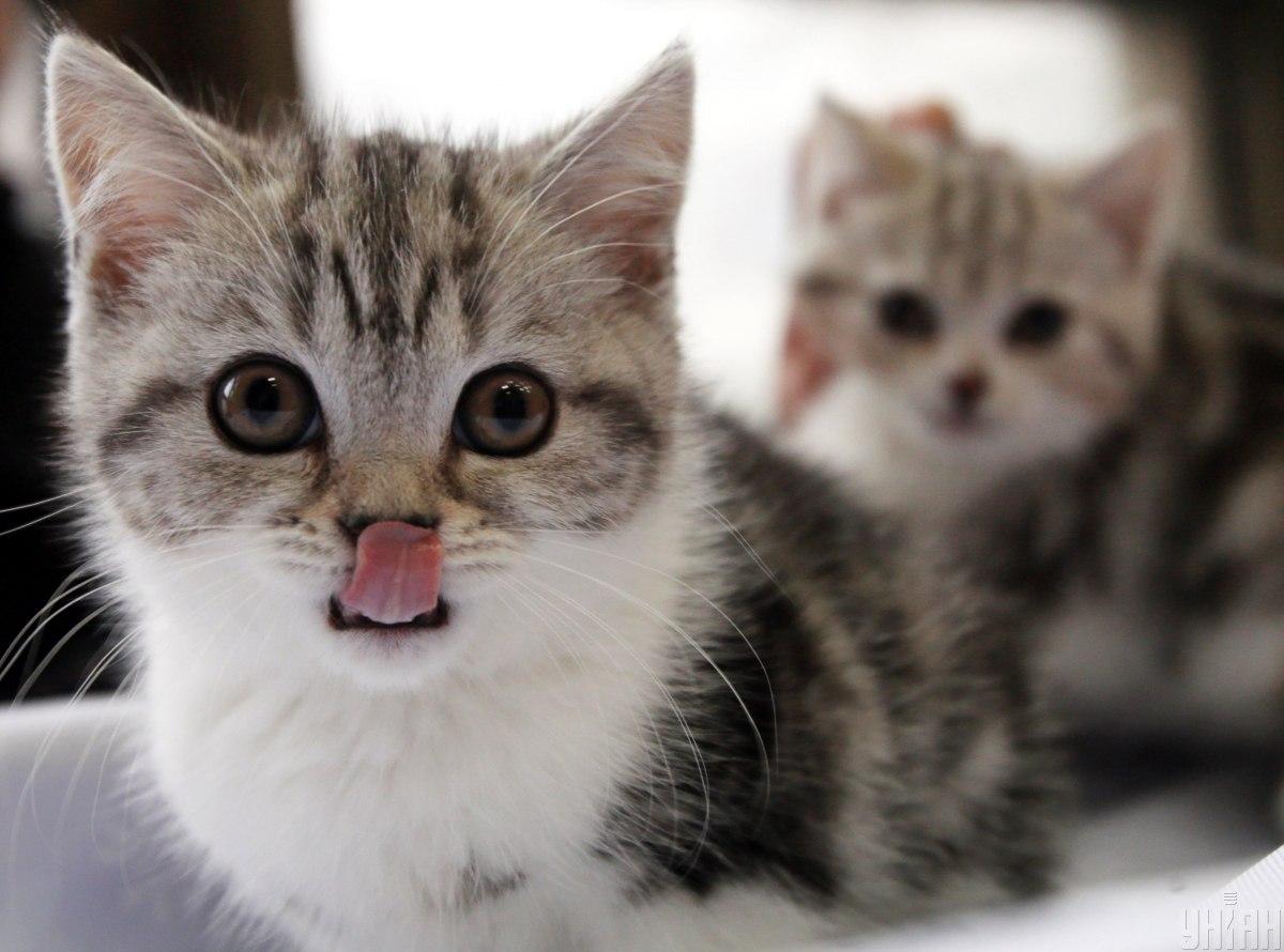 Только символика РФ: в российском регионе детям запретили школьные дневники с котятами / фото УНИАН Только символика РФ: в российском регионе детям запретили школьные дневники с котятами / фото УНИАН