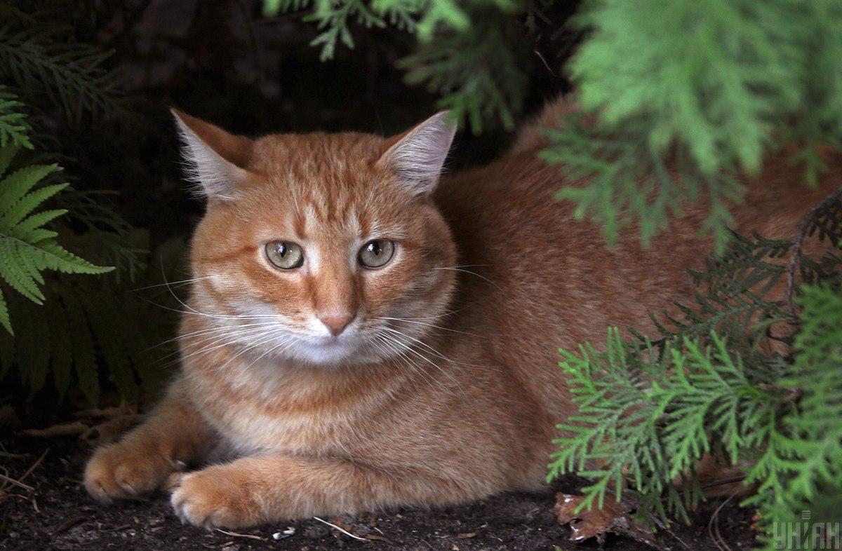 Эксперты рассказали, знают ли коты свои имена / фото УНИАН