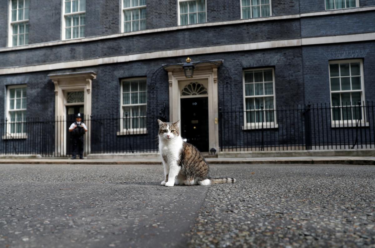 England cat. Кот с Даунинг стрит 10. Кот на Даунинг стрит 10 в Лондоне. Кот Ларри Даунинг стрит. Кот премьер министра Великобритании.