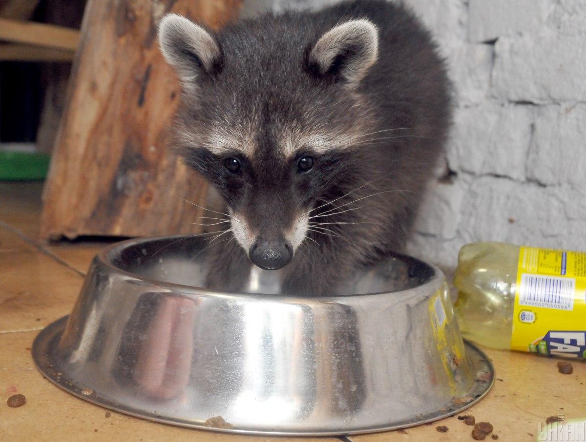 The Russians, fleeing from Kherson, stole a raccoon from the zoo / photo from UNIAN