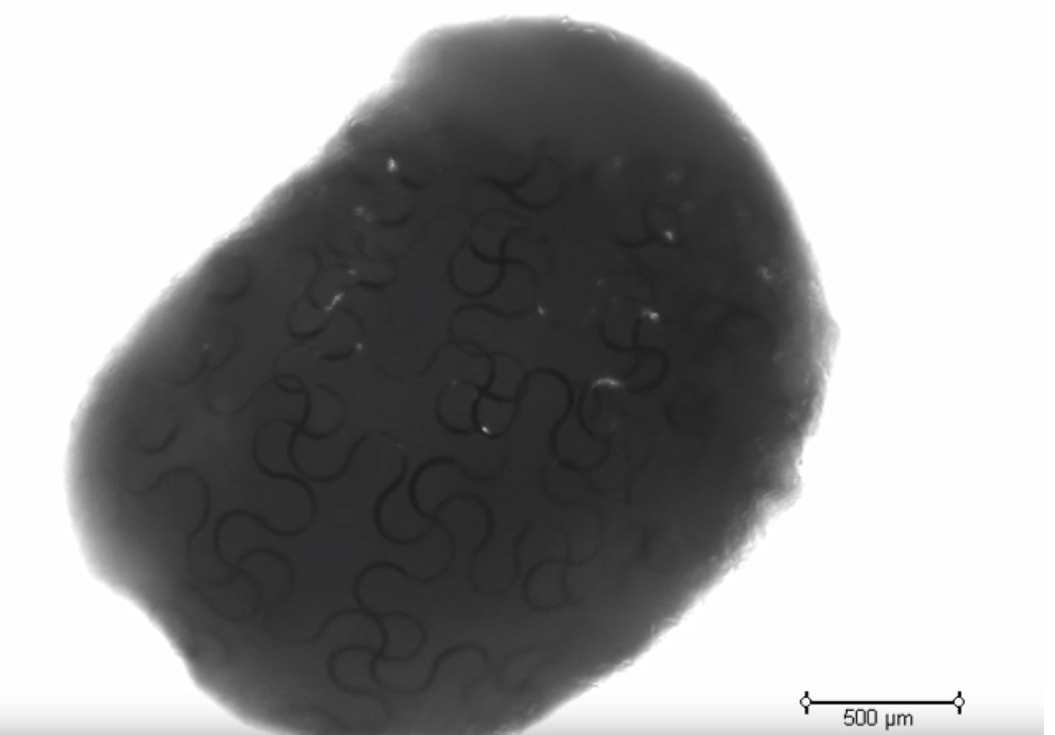 Гарвардські вчені створили органоід серцевого м'яза з штучними імплантами / Скріншот - Youtube, Harvard John A. Paulson School of Engineering and Applied Sciences