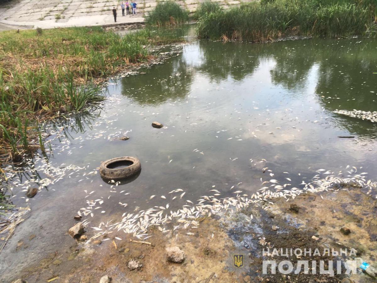 Поліція відкрила кримінальне провадження за фактом масової загибелі риби у Харкові / фото Нацполіція Харківщини Поліція відкрила кримінальне провадження за фактом масової загибелі риби у Харкові / фото Нацполіція Харківщини