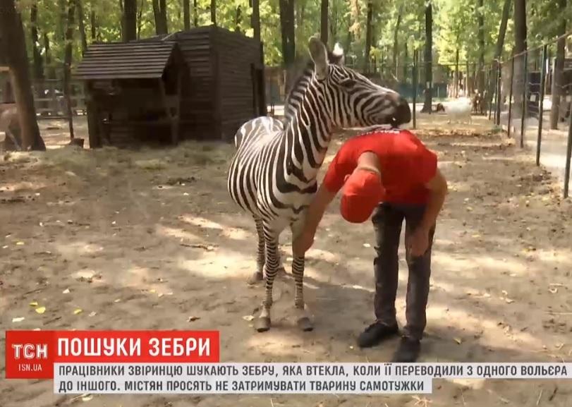 В Харкові шукають зебру, яка зникла в лісі / Скріншот ТСН В Харкові шукають зебру, яка зникла в лісі / Скріншот ТСН