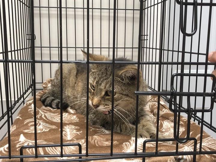 Хозяйка потеряла своего любимца, когда ему было три года / Dutchess County SPCA Хозяйка потеряла своего любимца, когда ему было три года / Dutchess County SPCA