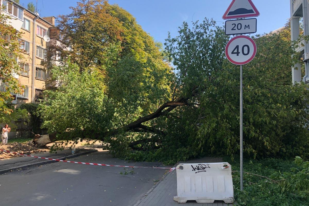 Проезд по участку улицы Чигорина, где упало дерево, сейчас закрыт / фото "Информатор"