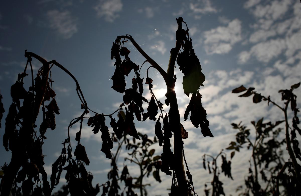 У Китаї через сильну спеку настала посуха \ фото REUTERS