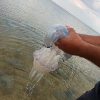В Азовском море из-за Крымского моста произошла природная катастрофа (фото, видео)