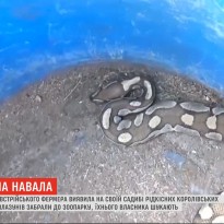 В австрийском поселке во дворе нашли полдесятка редких королевских питонов (видео)