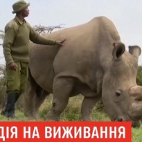 Итальянские ученые надеются возродить популяцию северных белых носорогов, которых осталось на планете всего двое (видео)