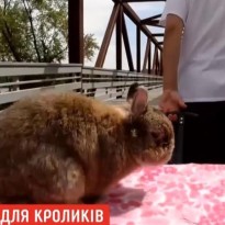 Остров для кроликов: 16-летний американец потратил 100 тысяч долларов на место релакса для своих любимцев (видео)