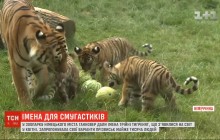 В немецком зоопарке выбрали имена для тройни тигрят (видео)