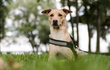 Мандрівниця Чапаті: як українці врятували в Індії цуценя, яке тепер збирає тисячі лайків в Instagram і Facebook