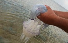 В Азовском море из-за Крымского моста произошла природная катастрофа (фото, видео)