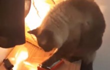 Женщина постоянно опаздывала на работу из-за заботливого кота, который отключал ее будильник (видео)