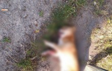 На Житомирщине компания мажоров расстреляла собаку, полиция открыла дело (фото)