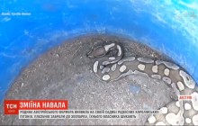 В австрійському селищі на подвір'ї знайшли півдесятка рідкісних королівських пітонів (відео)