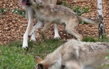 Грайливі та активні: у бельгійському екопарку дебютували молоді вовченята (фоторепортаж)