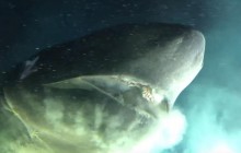 Вчені зняли на відео акулу-монстра завбільшки з підводний човен (відео)