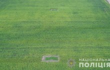 На Буковине среди кукурузы нашли девять тысяч кустов конопли (фото)