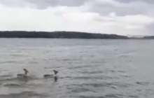 В Запорожье заметили купающихся оленей (видео)