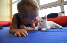 Чи впізнають коти своїх господарів: експерти розкрили всю правду та здивували відповіддю