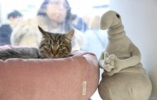 Почему кот кусает своего хозяина: ветеринар назвала 8 самых распространенных причин