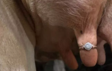 Мужчина позвал девушку замуж, надев обручальное кольцо на вымя коровы, и опозорился (фото)