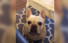 Обиженная собака устроила настоящую истерику и стала звездой сети (видео)