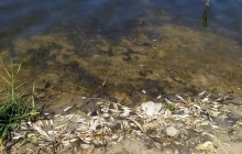 Water reservoir in Russia-occupied Donetsk contaminated, mass death of fish reported