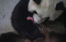 У бельгійському зоопарку у великої панди народилися близнята (фоторепортаж)