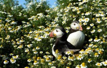 Шанс на восстановление экосистемы: ученые сообщили о рекордном количестве гнезд тупиков вблизи Атлантического побережья (видео)