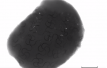 У США вчені створили «органоіда-кіборга» із стовбурових клітин (відео)