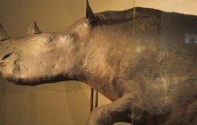 На Винниччине нашли кости гигантского доисторического животного (видео)