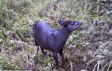 Рідкісна тварина попалася у "відеопастку"