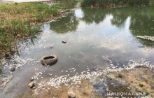 У Харкові відкрито кримінальне провадження через масову загибель риби (фото)