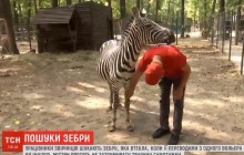 У Харкові третій день шукають зебру, що втекла з екопарку (відео)