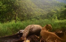 Редчайшего розового леопарда засняли на скрытую камеру (фото)