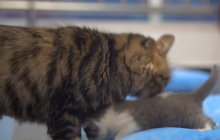 У Китаї вперше клонували кота (відео)