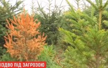 Рождество под угрозой: во Франции из-за жары засохли 80% елок, выращеных специально к праздникам (видео)