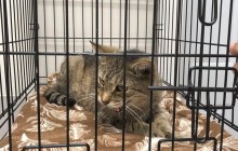 В США кошка через 11 лет вернулась к своей хозяйке