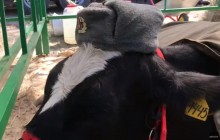 На російському ярмарку худобу нарядили у форму радянських солдатів (відео)
