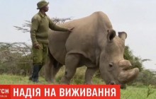 Итальянские ученые надеются возродить популяцию северных белых носорогов, которых осталось на планете всего двое (видео)